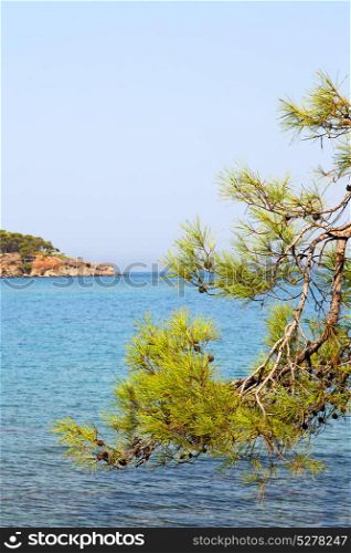 in the mediterranean see turkey europe pine plant and tree