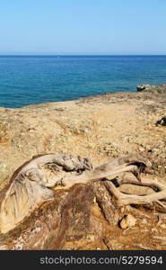 in the mediterranean see turkey europe pine plant and tree