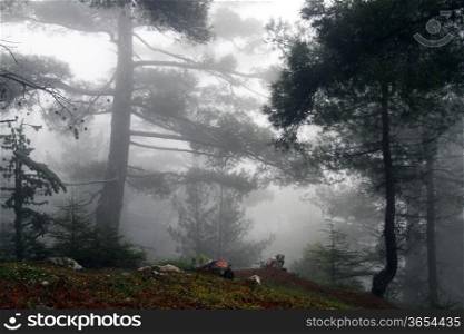 In the mist, forest on the mount Tahtali, Turkey
