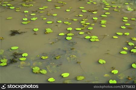 In the moat at castle Slangenburg in Doetinchem, The Netherlands, grow water lilies.