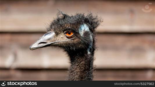 in the park of australia the free emu bird and the background