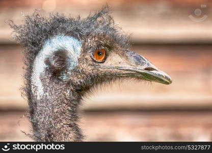 in the park of australia the free emu bird and the background