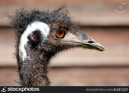 in the park of australia the free emu bird and the background