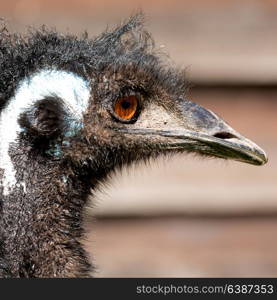 in the park of australia the free emu bird and the background