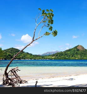 in the philippines island beautiful cosatline tree hill and boat for tourist