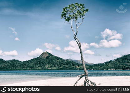 in the philippines island beautiful cosatline tree hill and boat for tourist