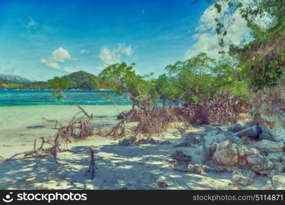 in the philippines island beautiful cosatline tree hill and boat for tourist