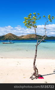 in the philippines island beautiful cosatline tree hill and boat for tourist