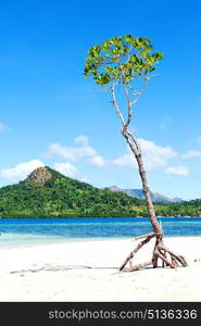 in the philippines island beautiful cosatline tree hill and boat for tourist