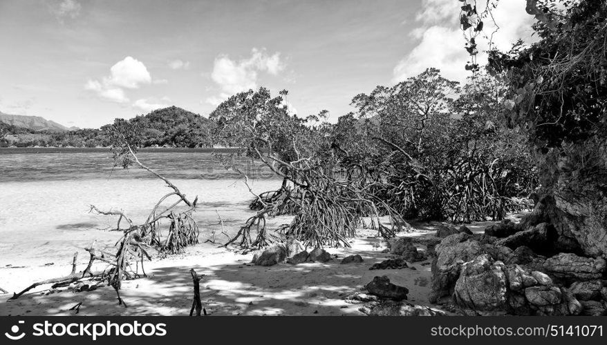 in the philippines island beautiful cosatline tree hill and boat for tourist