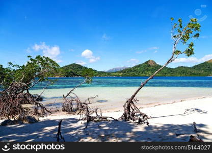 in the philippines island beautiful cosatline tree hill and boat for tourist