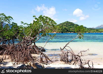 in the philippines island beautiful cosatline tree hill and boat for tourist