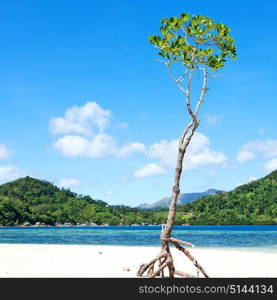 in the philippines island beautiful cosatline tree hill and boat for tourist