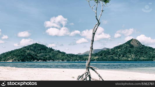 in the philippines island beautiful cosatline tree hill and boat for tourist