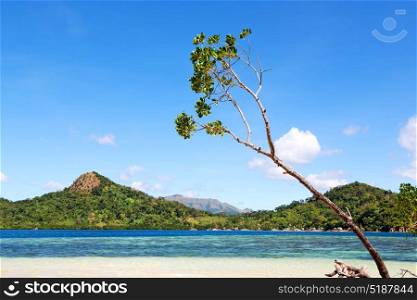 in the philippines island beautiful cosatline tree hill and boat for tourist