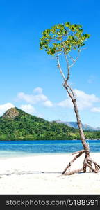 in the philippines island beautiful cosatline tree hill and boat for tourist