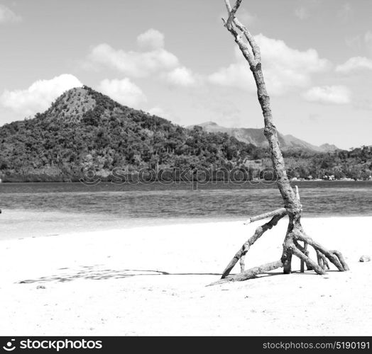 in the philippines island beautiful cosatline tree hill and boat for tourist