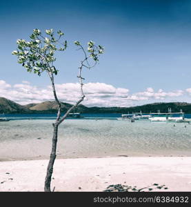 in the philippines island beautiful cosatline tree hill and boat for tourist