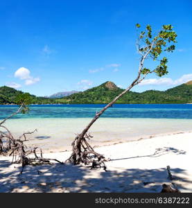 in the philippines island beautiful cosatline tree hill and boat for tourist