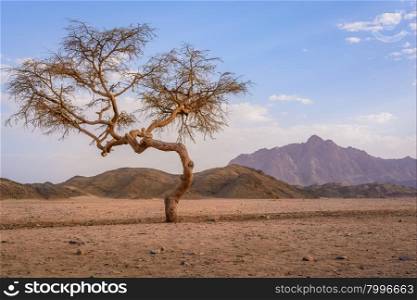 In the picture a valley in the desert with an Acacia tree with mountain rock and clouds in the background.