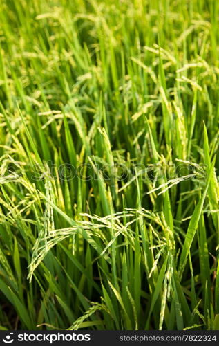 In the rice fields. Grains of rice in the rice fields. Bright green in the fields of nature.