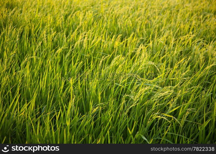 In the rice fields. Grains of rice in the rice fields. Bright green in the fields of nature.