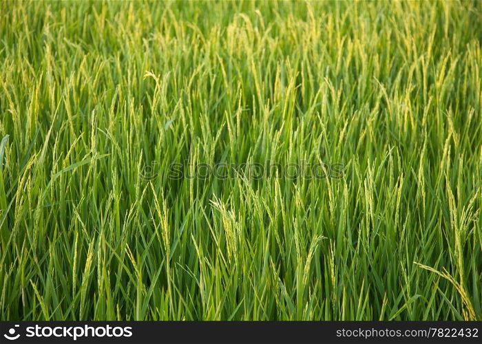 In the rice fields. Grains of rice in the rice fields. Bright green in the fields of nature.