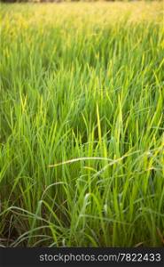 In the rice fields. Grains of rice in the rice fields. Bright green in the fields of nature.