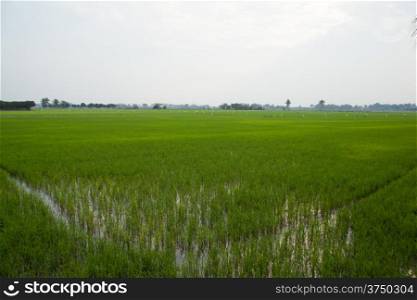 In the rice fields. Rice with fresh green. Are the grains of rice.