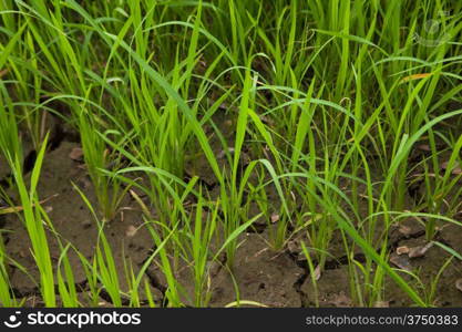 In the rice fields. Rice with fresh green. Are the grains of rice.