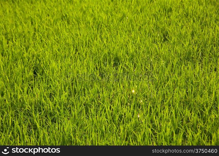 In the rice fields. Rice with fresh green. Are the grains of rice.