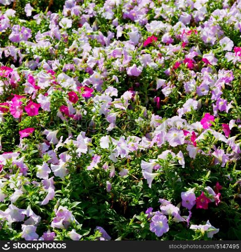 in the spring colors oman flowers and garden