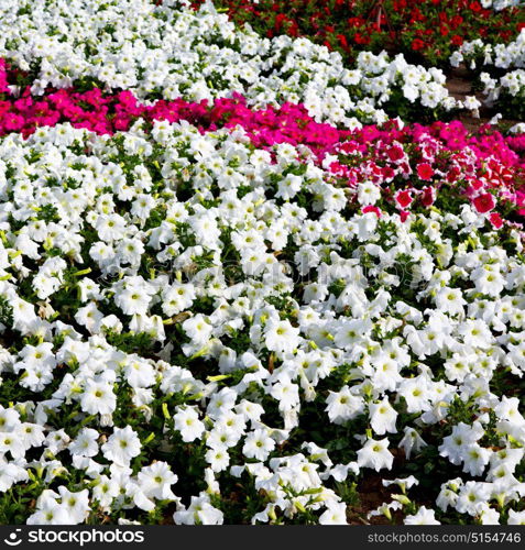 in the spring colors oman flowers and garden