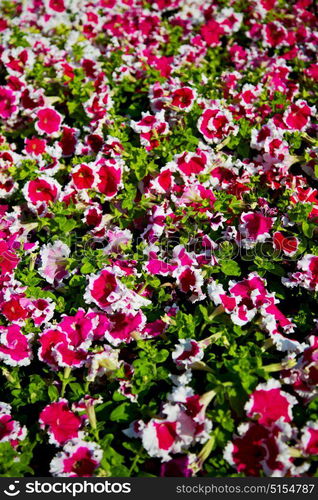 in the spring colors oman flowers and garden