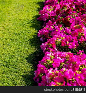 in the spring colors oman flowers and garden