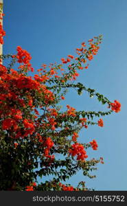 in the spring colors oman flowers and garden