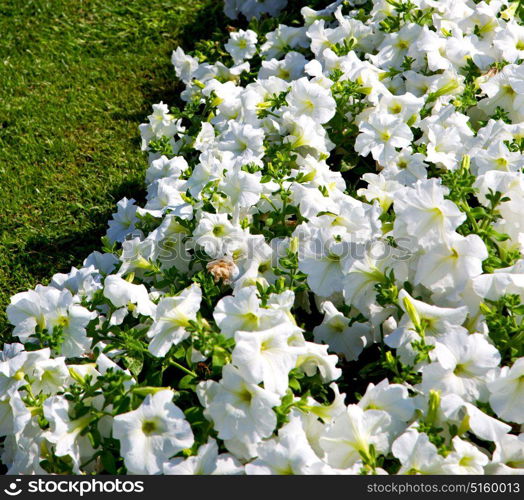 in the spring colors oman flowers and garden