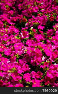 in the spring colors oman flowers and garden