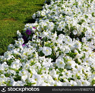 in the spring colors oman flowers and garden