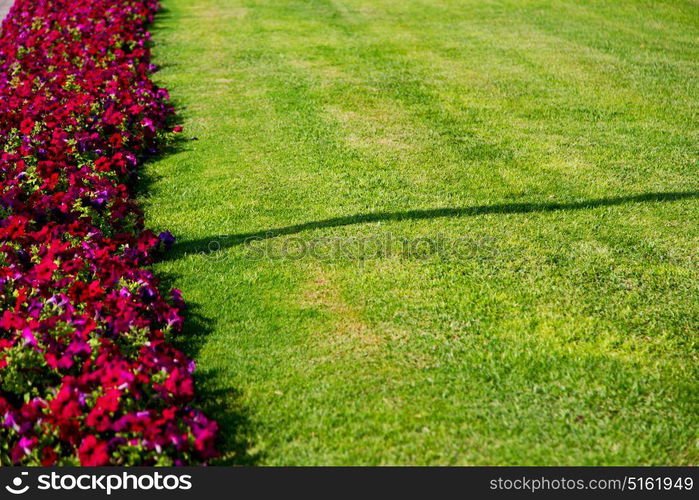 in the spring colors oman flowers and garden