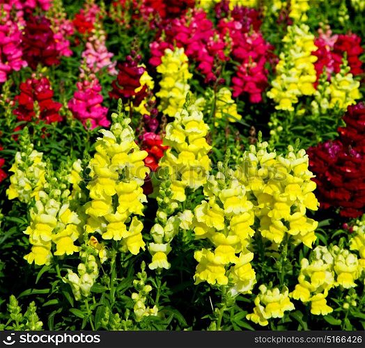 in the spring colors oman flowers and garden