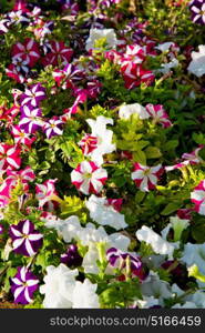 in the spring colors oman flowers and garden