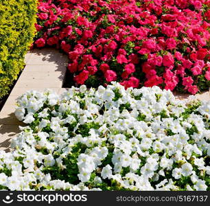 in the spring colors oman flowers and garden