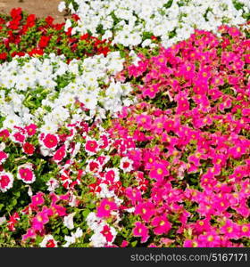 in the spring colors oman flowers and garden