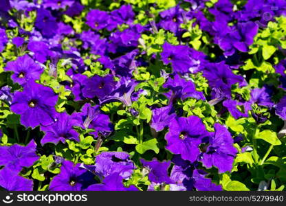 in the spring colors oman flowers and garden