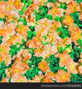 in the spring colors oman flowers and garden painted