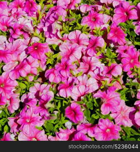 in the spring colors oman flowers and garden painted