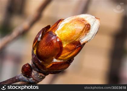 In the spring of chestnut is gaining strength and is ready to release the first leaves