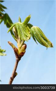 In the spring of chestnut is gaining strength and is ready to release the first leaves