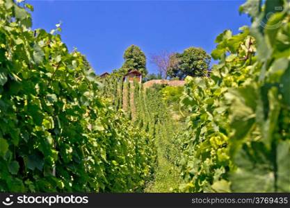In the vineyard green hill, Prigorje region, Croatia